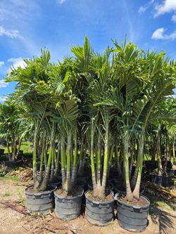 Christmas Palms over 8 feet tall instant privacy hedge for fence all sizes available