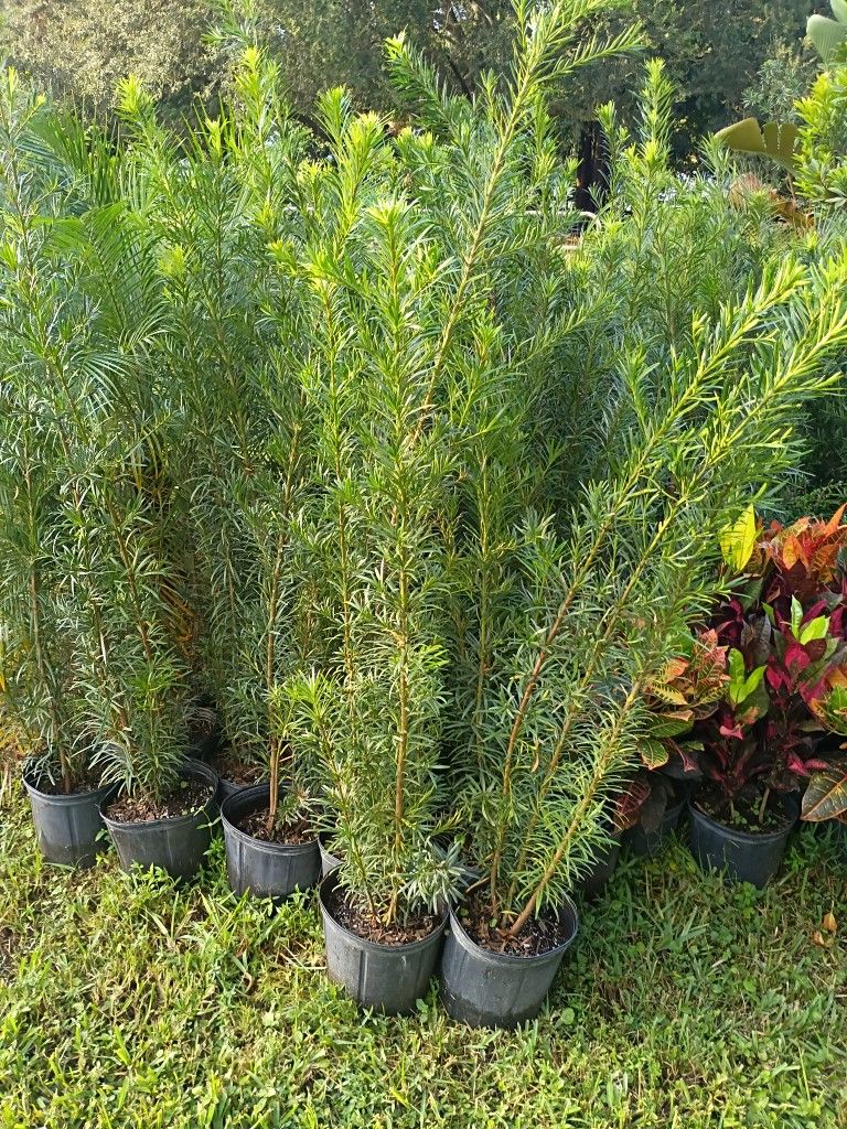 Podocarpus Over 4 Feet Tall Instant Primary Hedge For Fence Green Full