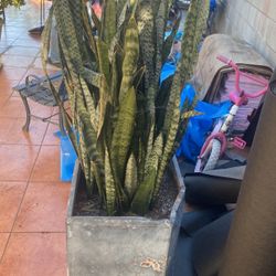 Tiger Tree Still Good Condition 