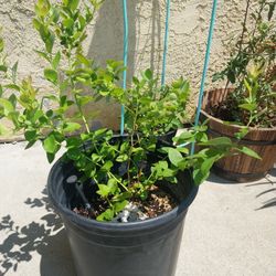 Fruit Trees, Aloe Vera & Rosemary FOR Sale
