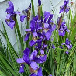 Outdoor  Flowers - SIBERIAN IRISES