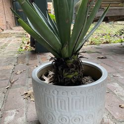 Agave Plant In White Tribal Pot