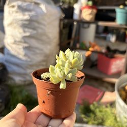 Echeveria Topsy Turvy Propagation 