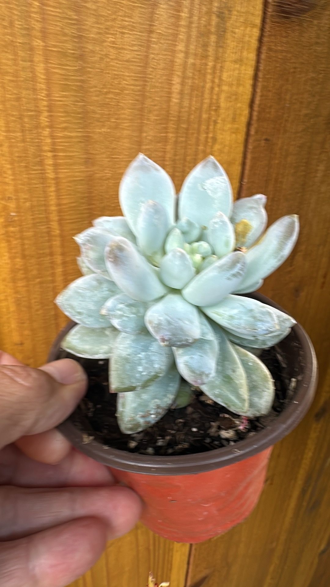 Echeveria Succulent