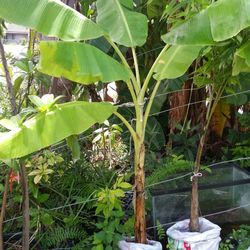Large Organic Banana and other Tropical Fruit Trees