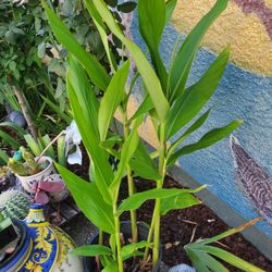 Ornamental  Flowering Ginger Plants