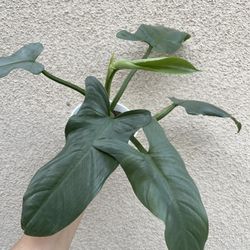 Beautiful Philodendron Silver Sword Plant With Pot