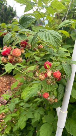 Raspberry fruits you pluck your own.