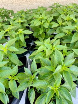 Chiltepin, Basil, Squash, California Poppy in 1 gallon grow bags