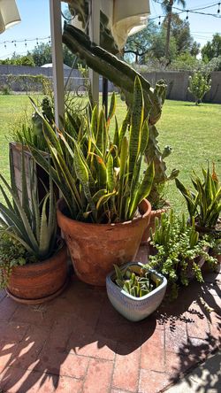 Giant Snake plant in terracotta pot