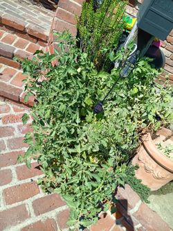 Italian tomato plant