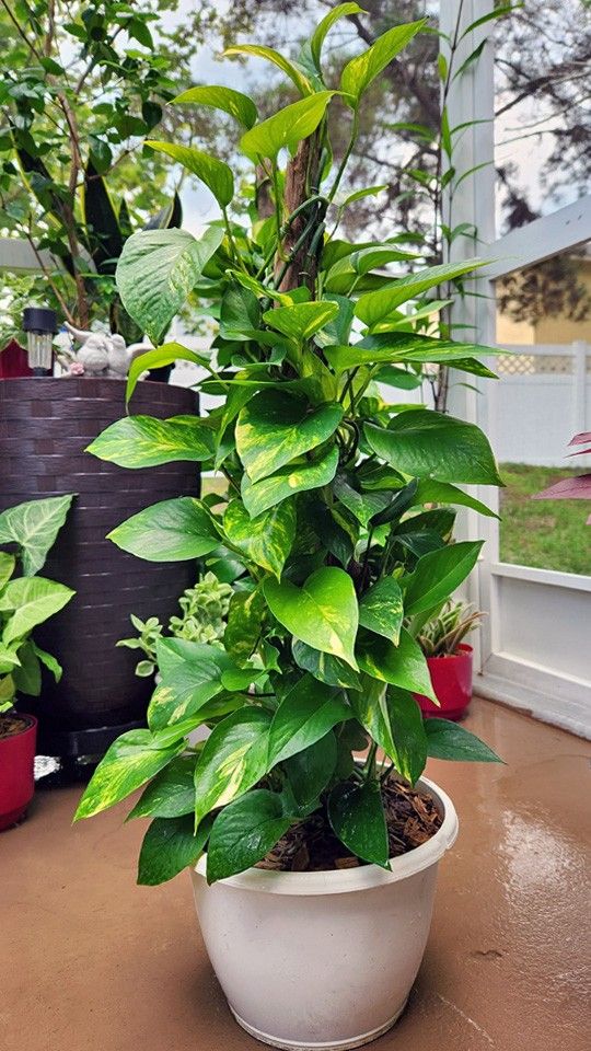 Golden Pothos Plant w/ Driftwood Stake