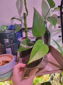 Rooted Potho Plant in heavy metal pot or cup with Premium Handmixed Dirt