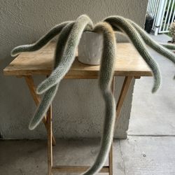 Plants / Monkey Tails 