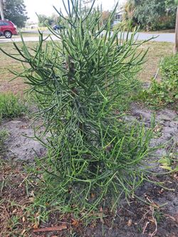 Plants