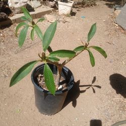 plumeria