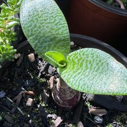 Cactus and Succulents 4”pot