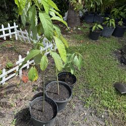 Avocado tree 