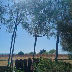 California Pepper Trees/ Pirul