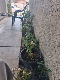 Plants