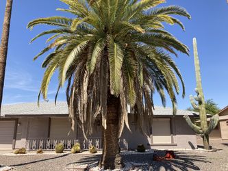 Palm Tree