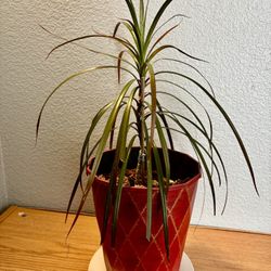 Lucky Dragon Tree – Indoor Plant 