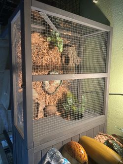 Setup for a blue tongue skink