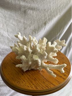 White Branching Coral  🪸 Skeleton