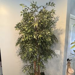 Ficus Artificial Tree. 7ft-8ft