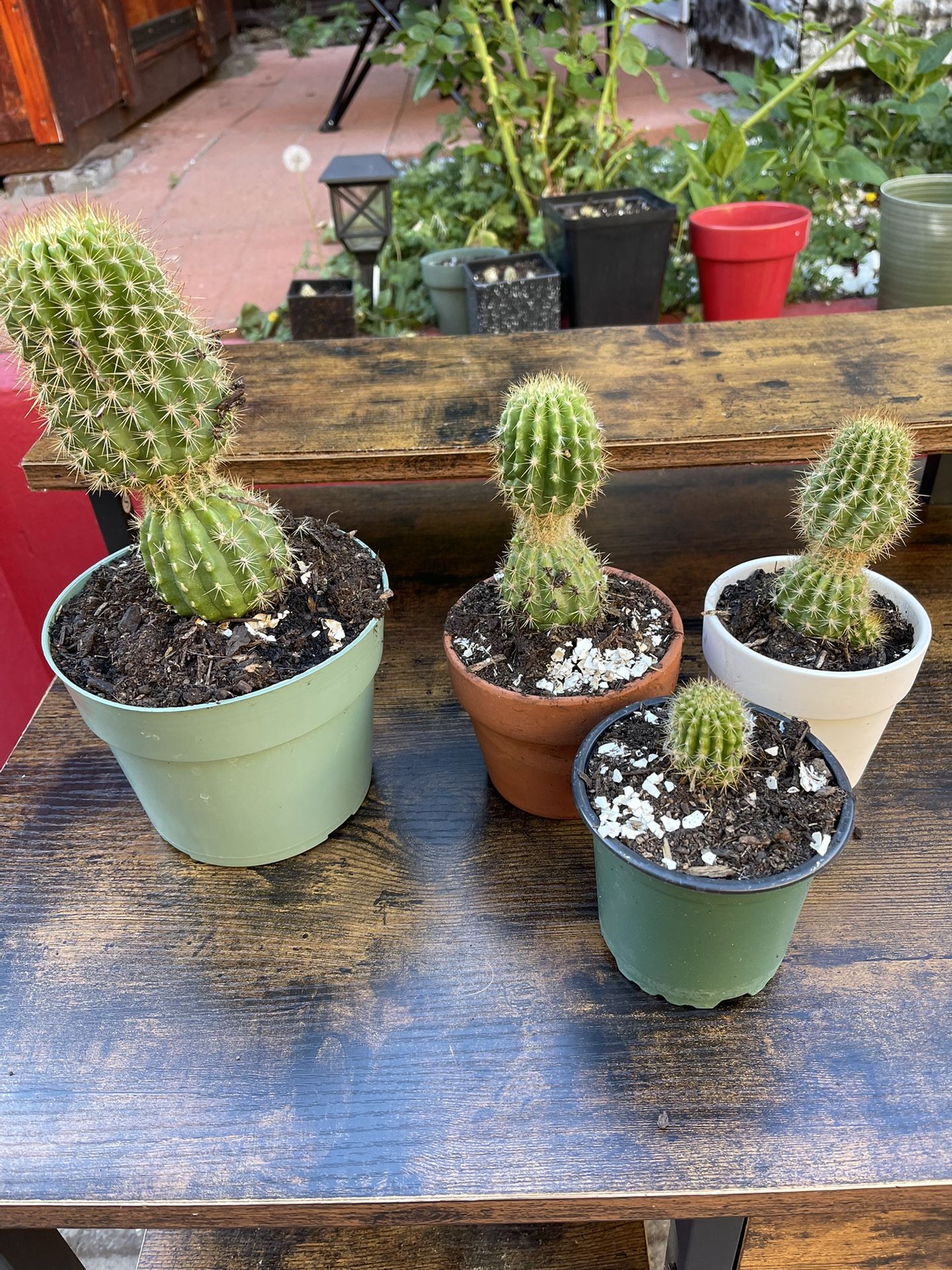Cactus Plants