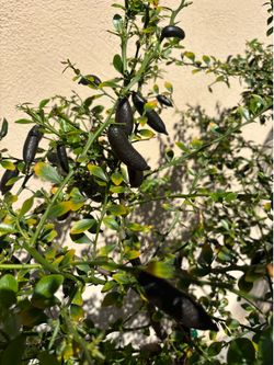 Fruits tree