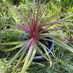 Bundle Plant