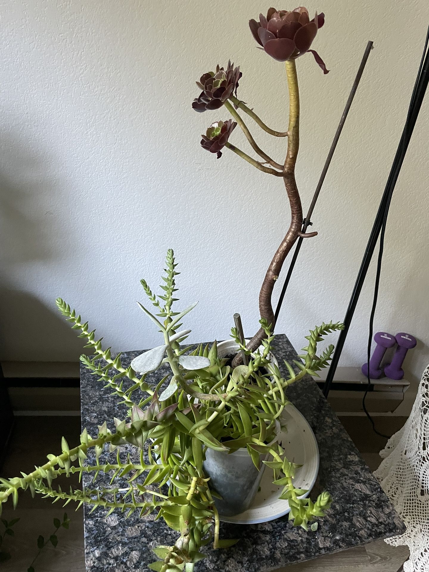 Three Different Succulant Plant With Two Pot 