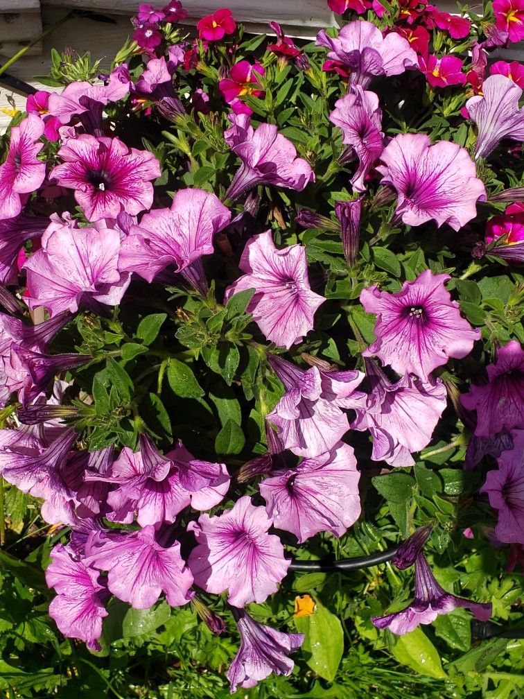 Tons Of Potted Flowers