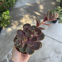 4” Echeveria Succulent