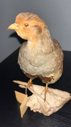 Hungarian Partridge Taxidermy