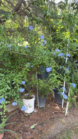 Cape plumbago plant very healthy