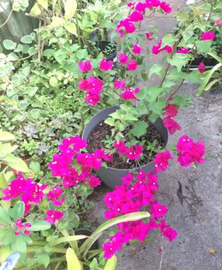 Bougainvillea in Decorator Pot 14"