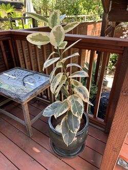 Potted Plant