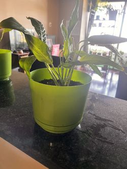 Peace Lily