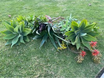 Agaves and Aeonium Black Rose 🥀