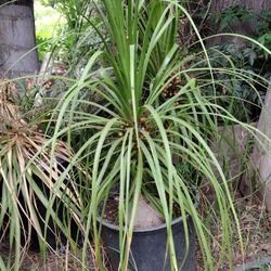 PONY TAIL PALM