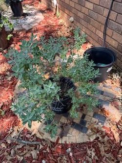 Large healthy Texas sage in 3 gallon planter