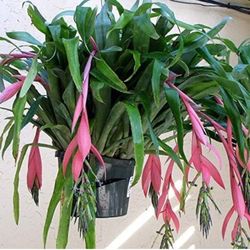 LIVE Queens Tears Friendship Plant Bromeliad 6”pots