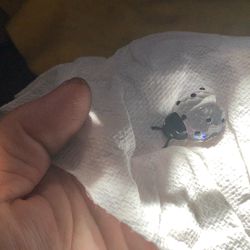 Swarovski Ladybug