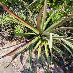 Security Guard Bromeliad Landscape Plant
