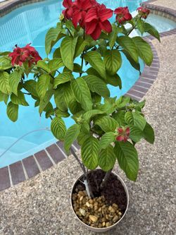 Mother’s Day Red Musienda Tree