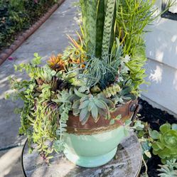 Succulent Garden to add some flare to your space