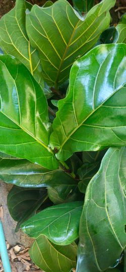 Fiddle leaf fig cuttings