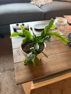 Christmas Cactus in Ceramic Pot